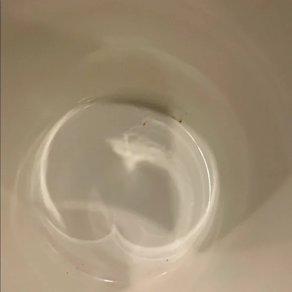 MacKenzie-Childs Courtly Check Herb Pot - Picture 4 of 4